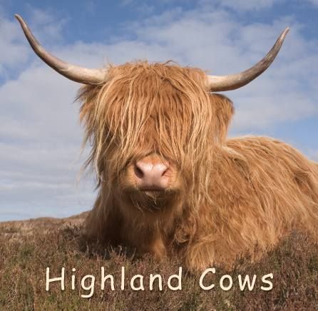 Book cover for 'Highland Cows' book with a picture of a Highland Cow in a field.